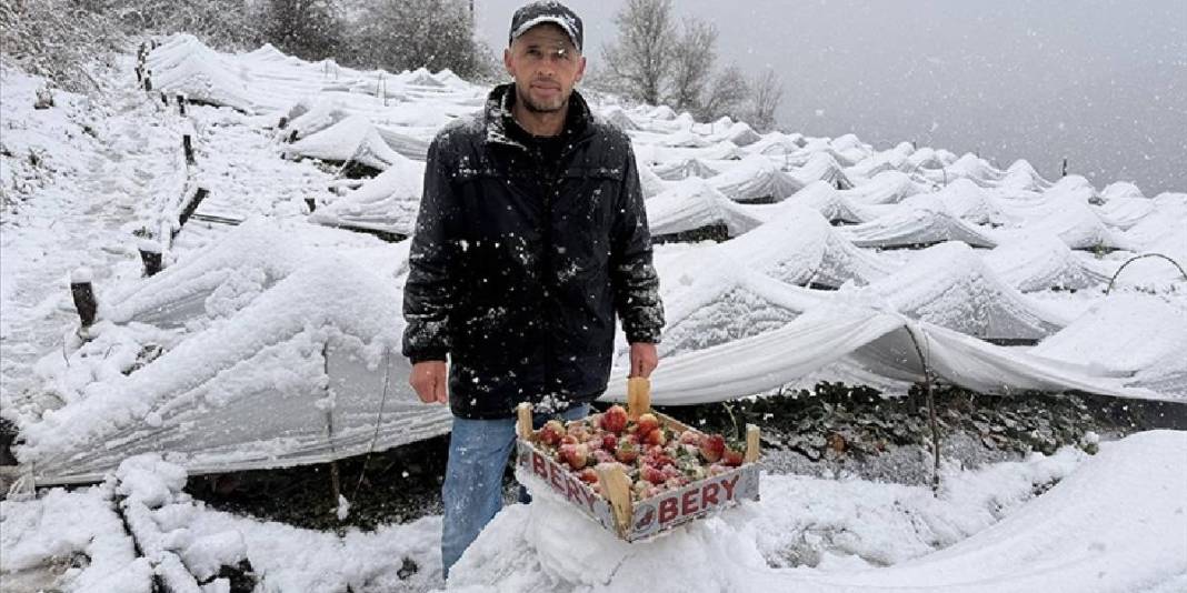 1100 rakımlı mahalleyi kar kapladı, hasat devam etti! Talep artıyor, hiçbir şey engel olmuyor: Lezzetini herkes biliyor 3